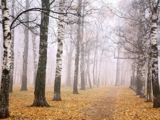 Приметы в ноябре