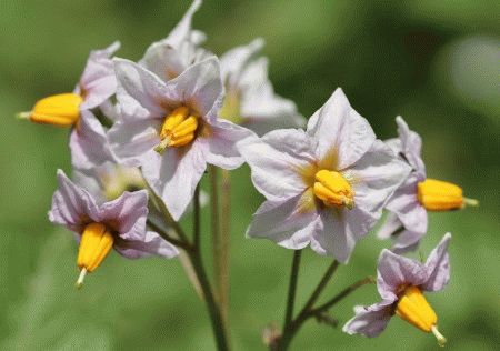 Приметы на погоду - по растениям, животным, луне и солнцу