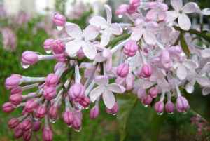 Приметы про погоду на Пасху