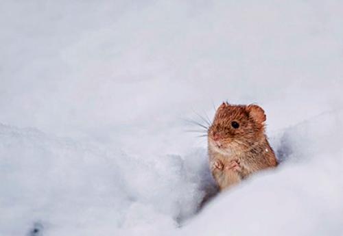 Народные приметы за поведением животных о погоде. Другие животные