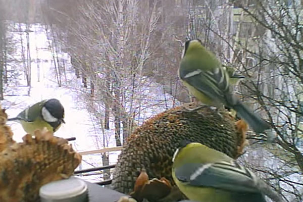 синички на окне