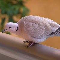 примета если птица ударилась в окно