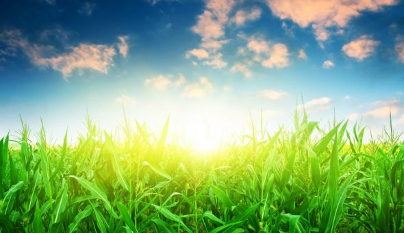 По погоде летом можно предсказать осеннюю