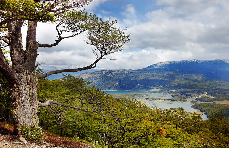 Природа, растения и животные сша