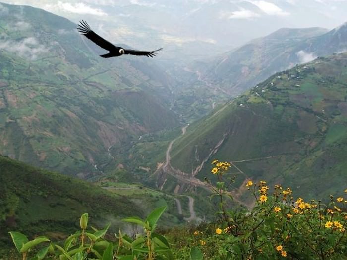 Природа, растения и животные сша