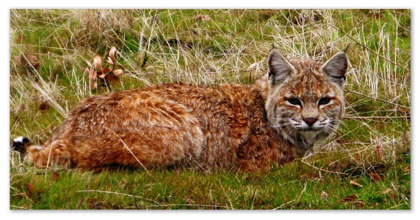 Красная рысь.