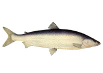 Нельма и белорыбица