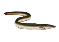 Угорь речной