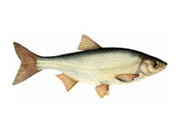 Елец обыкновенный