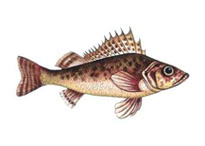 Ерш обыкновенный