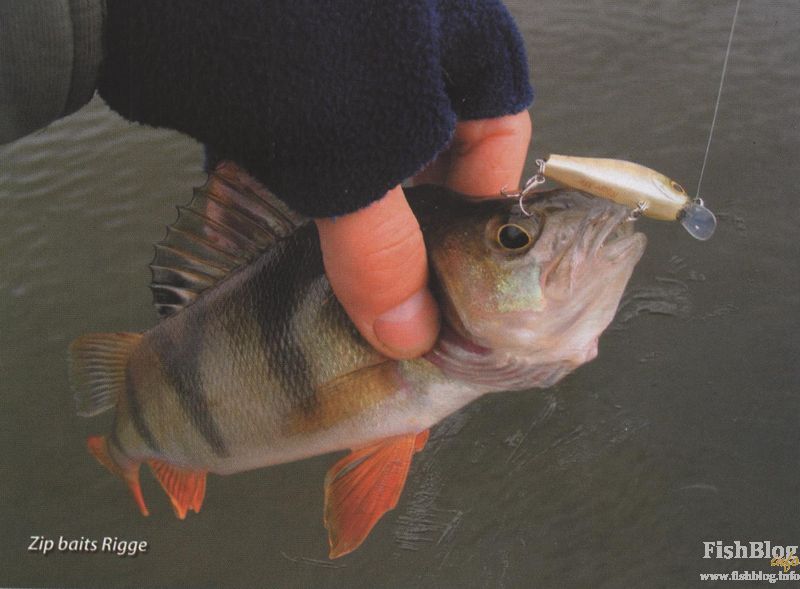 ZioBaits Rigge