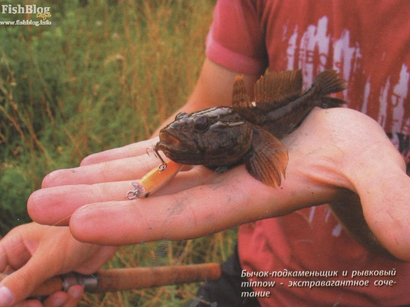 Бычок на воблер-минноу