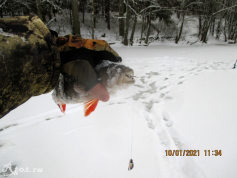 Прогноз клева рыбы в десногорске