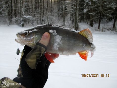 Прогноз клева рыбы в десногорске