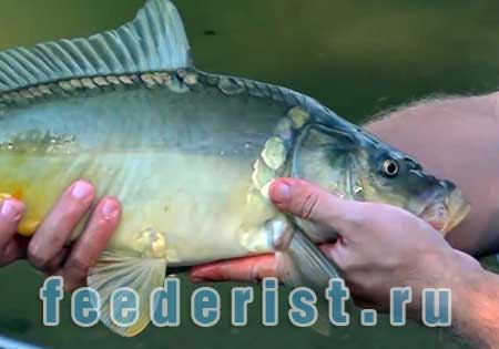 Погодные факторы и карп