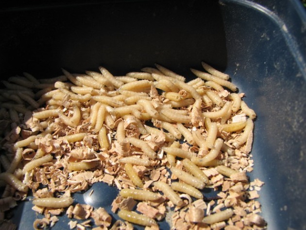 Качество кастеров определяют по запаху