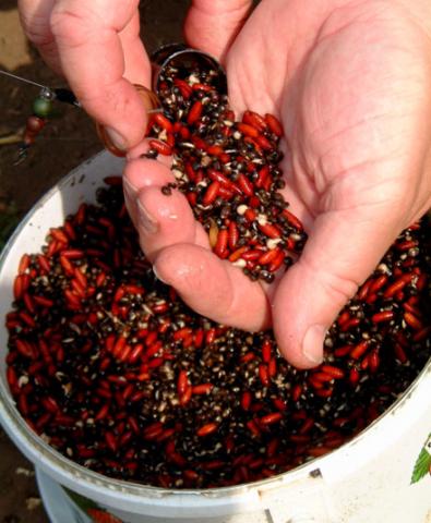 Чтобы сделать кастеры, достаточно опарышей поставить в тень и подождать неделю