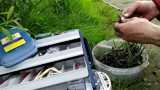 На какую приманку можно ловить сома