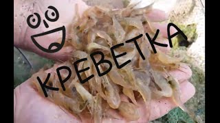 Как ловить креветок на арабатской стрелке