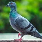 Сизокрылый голубь