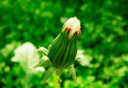 Растения, предсказывающие погоду - Народные приметы