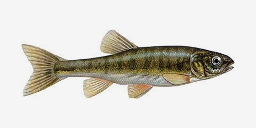 гольян-красавка