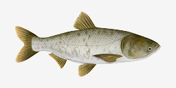 толстолобик пёстрый