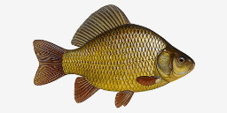 карась золотой