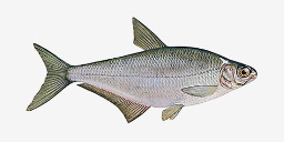 белоглазка