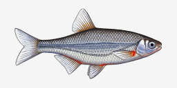 быстрянка русская