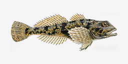 подкаменщик обыкновенный