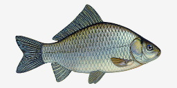 карась серебряный