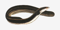 угорь речной