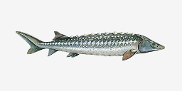 осётр русский