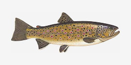 форель ручьёвая