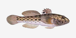 бычок-кругляк