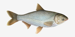 толстолобик белый