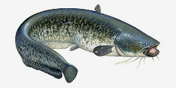 сом европейский