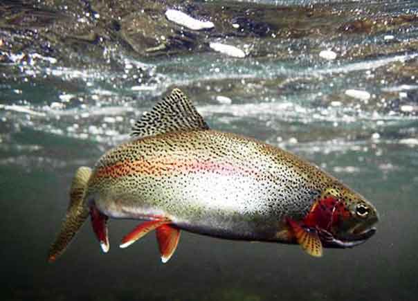 Рыбалка форели