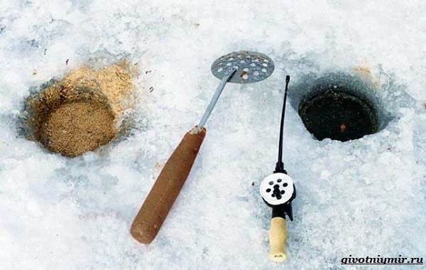 Рыбалка-на-плотву-в-разные-сезоны-и-различными-способами-11