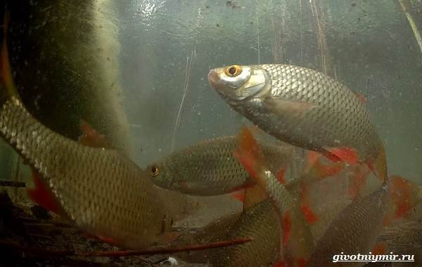 Рыбалка-на-плотву-в-разные-сезоны-и-различными-способами-4