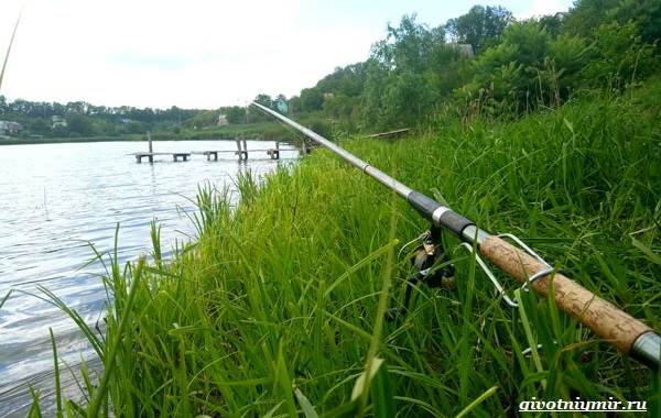Рыбалка-на-плотву-в-разные-сезоны-и-различными-способами-16