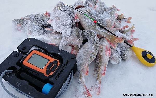 Рыбалка-на-плотву-в-разные-сезоны-и-различными-способами-21