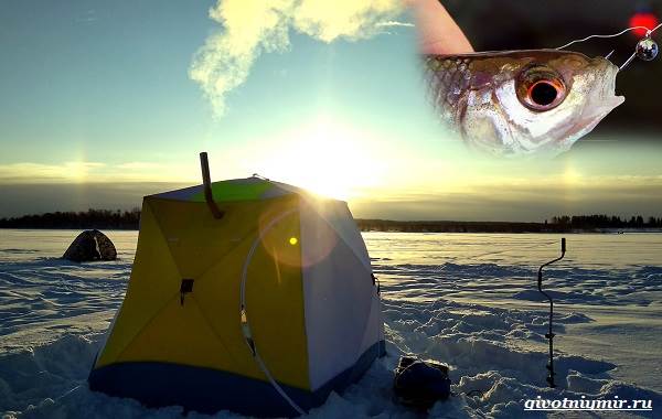 Рыбалка-на-плотву-в-разные-сезоны-и-различными-способами-20