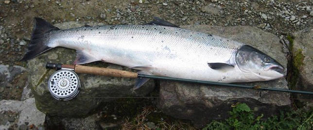 семга, рыбалка