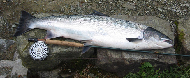 семга, рыбалка