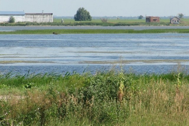 Отчеты о рыбалке, Тольятти: платная, бесплатная, зимняя рыбалка, озера за коровником в селе Ташла, где клюет судак?