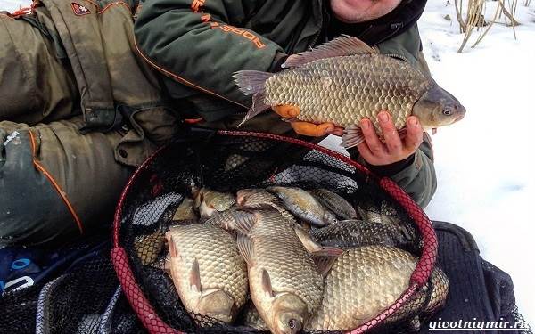 Рыболовный-календарь-особенности-рыбалки-в-декабре-4