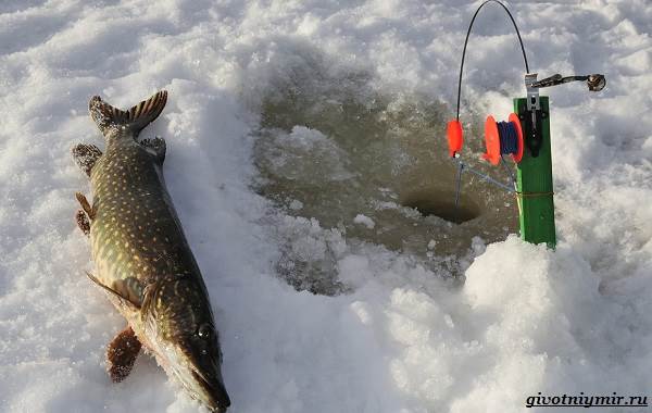 Рыболовный-календарь-особенности-рыбалки-в-декабре-6