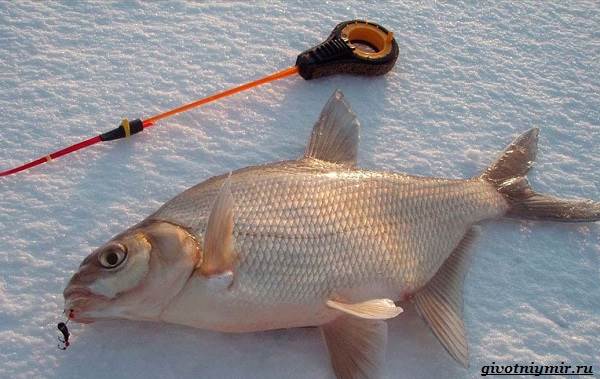 Рыболовный-календарь-особенности-рыбалки-в-декабре-8